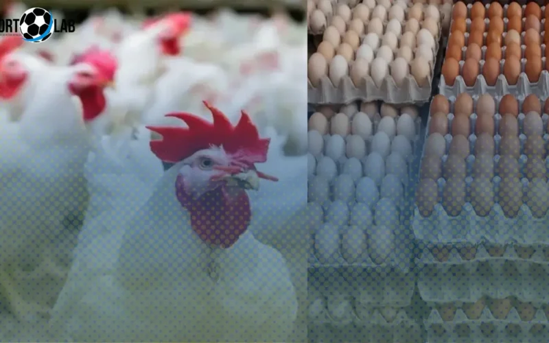 أسعار الدواجن اليوم تتراجع بصورة كبيرة مع مفاجأة في سعر كرتونة البيض